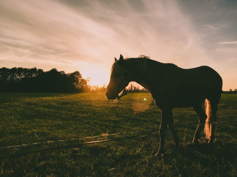 Odčervení koní – jakou má souvislost s Precizními mikroby?