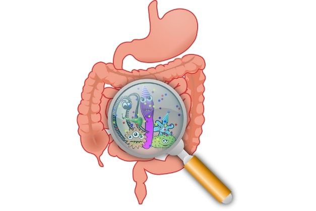 Mikrobiom – střevní mikrokosmos