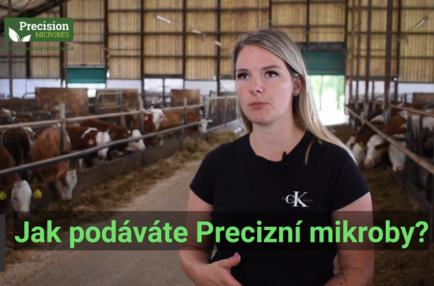 Precizní mikroby pro telata - recenze z českého chovu