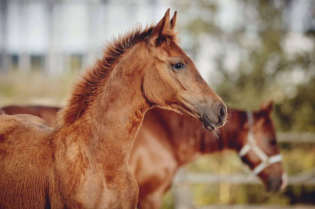 pm foto clanek 6 harani 2