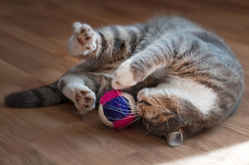 pm foto clanek 8 obezita 2