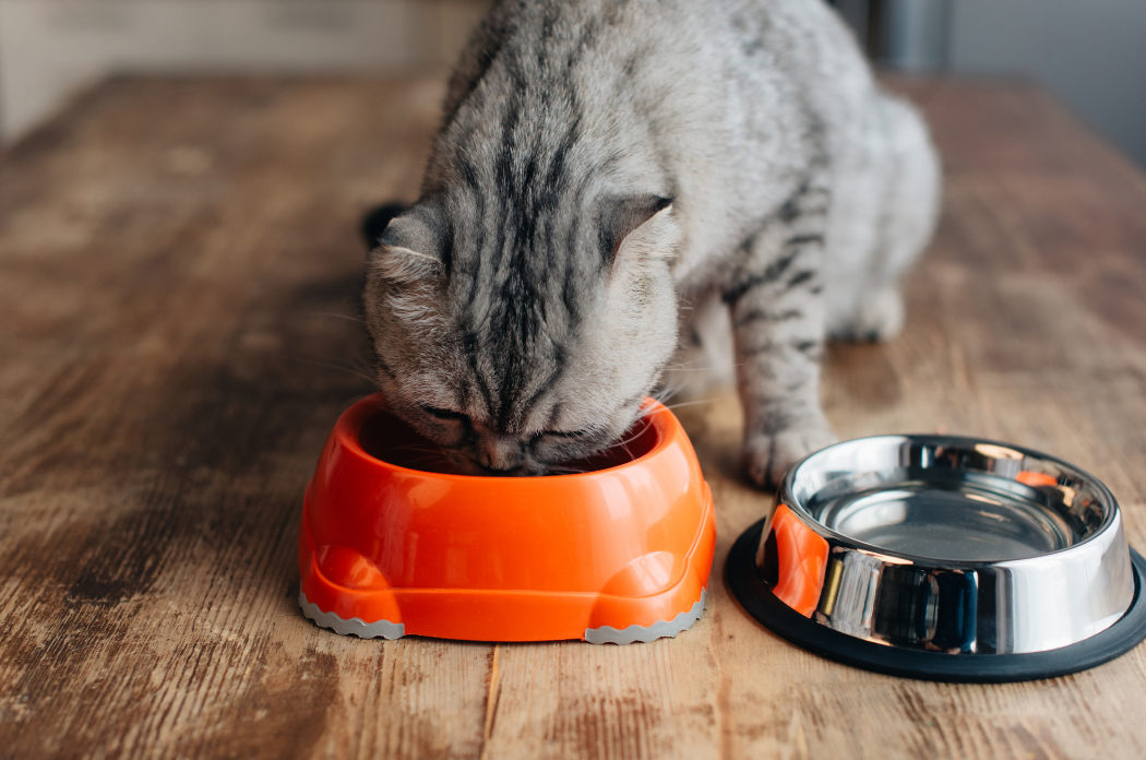 pm foto clanek 8 obezita 4