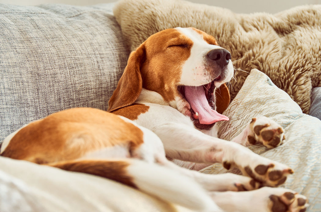 pm foto clanek 6 harani 4