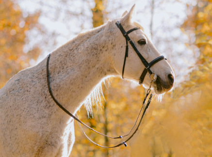 Účinný detox začíná ve střevech koně