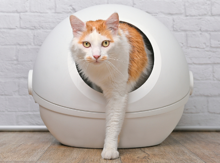 Prevence/doplňková péče podpory močových cest