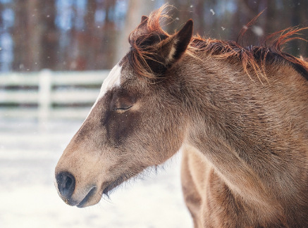 Precizní MIKROBY ve výživě seniorních koní: Jsou důležitější, než si možná myslíte