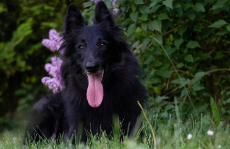 blog foto do článku mikroby pes Saphira