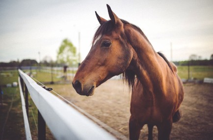 Přinášíme vám zkušenosti s Precizními mikroby přímo od veterinárních lékařů!